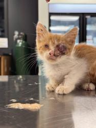 Shelter Stray Male Cat last seen Near Piney Neck Rd., Vanceboro,, 1639 Old Airport Rd, New Bern, NC 28562, USA