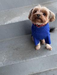 Lost Female Dog last seen Southern avenue , Washington, DC 20032
