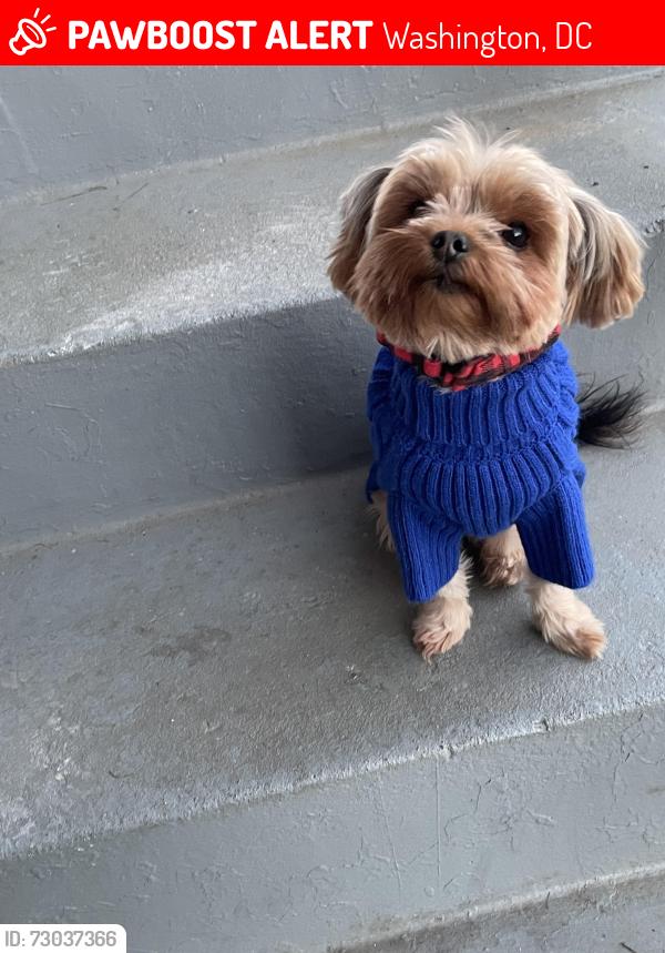 Lost Female Dog last seen Southern avenue , Washington, DC 20032