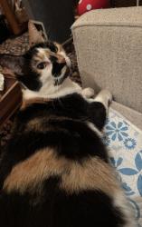 Lost Female Cat last seen plymouth lane and Bailey lane, Virginia Beach, VA 23451