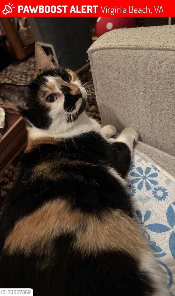Lost Female Cat last seen plymouth lane and Bailey lane, Virginia Beach, VA 23451