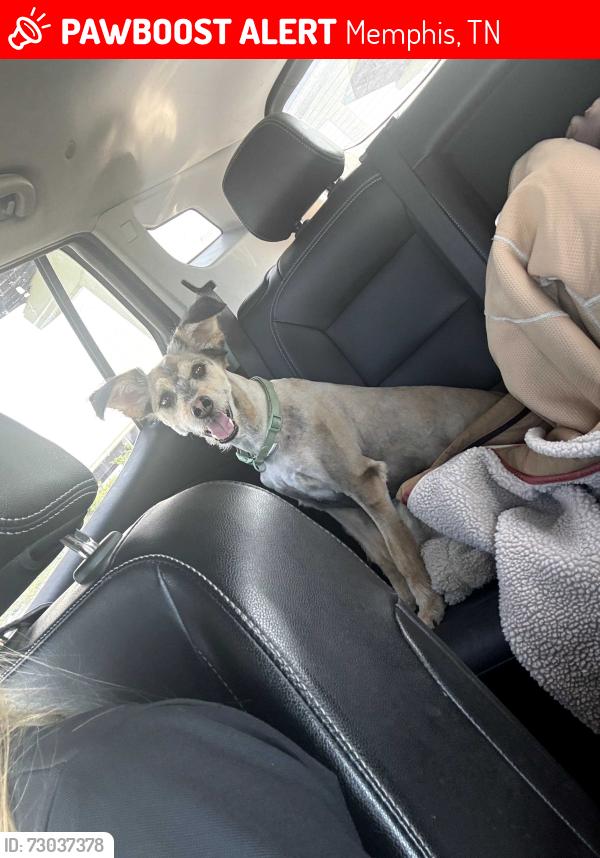 Lost Male Dog last seen MULLINS STATION RD, Memphis, TN 38134
