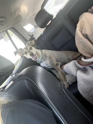 Lost Male Dog last seen MULLINS STATION RD, Memphis, TN 38134