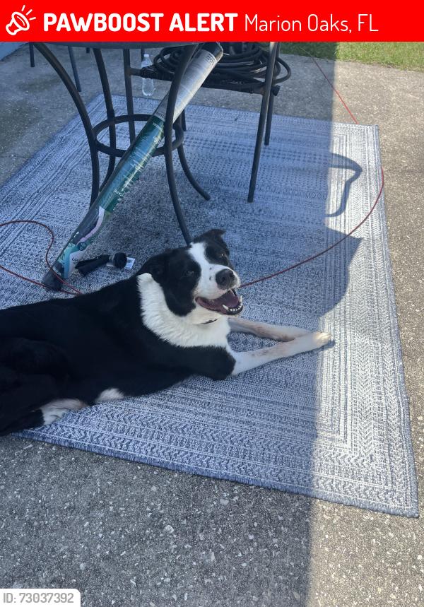 Lost Male Dog last seen SW 43rd Avenue Rd Ocala, FL  34473 United States, Marion Oaks, FL 34473