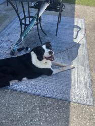Lost Male Dog last seen SW 43rd Avenue Rd Ocala, FL  34473 United States, Marion Oaks, FL 34473