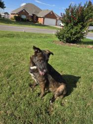 Found/Stray Female Dog last seen SE 11th and Carolyn, Midwest City, OK 73110