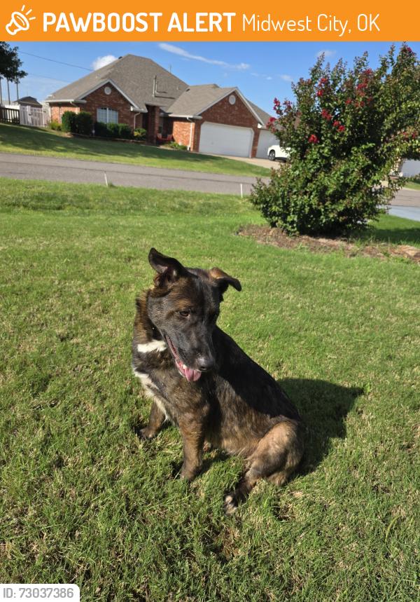 Found/Stray Female Dog last seen SE 11th and Carolyn, Midwest City, OK 73110