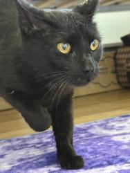 Found/Stray Female Cat last seen Murdock Street / Melville Road, South Huntington, NY 11746