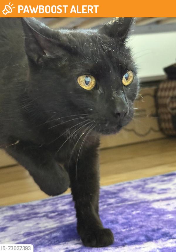 Found/Stray Female Cat last seen Murdock Street / Melville Road, South Huntington, NY 11746