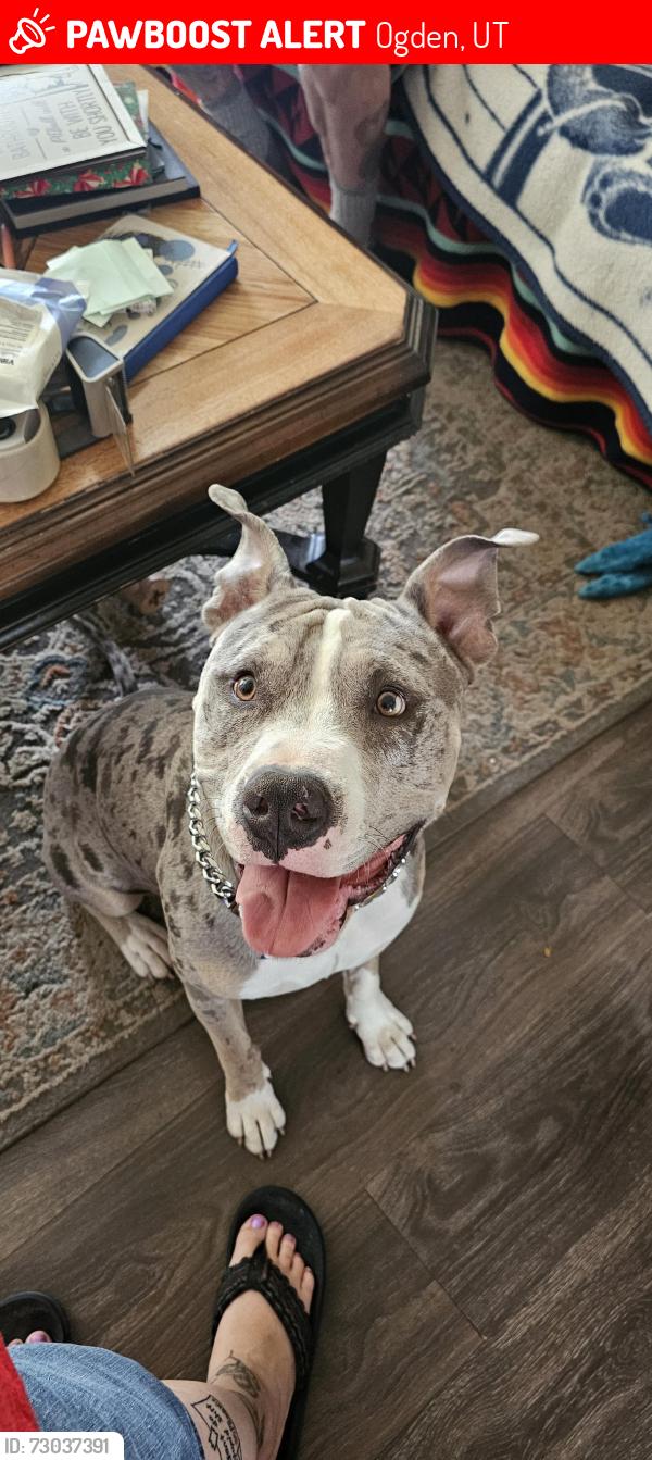 Lost Male Dog last seen Madison, Ogden, UT 84403