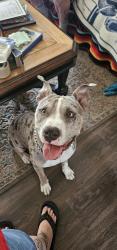 Lost Male Dog last seen Madison, Ogden, UT 84403