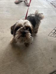 Lost Female Dog last seen PCH & Alameda, Long Beach, CA 90803