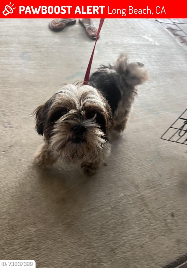 Lost Female Dog last seen PCH & Alameda, Long Beach, CA 90803