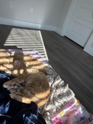 Lost Female Cat last seen Limmer loop and lemons, Hutto, TX 78634