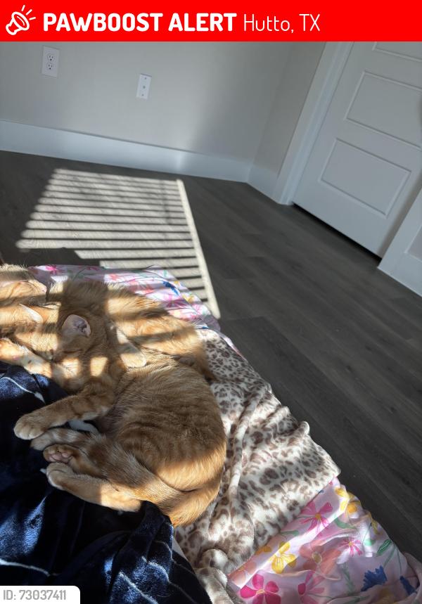 Lost Female Cat last seen Limmer loop and lemons, Hutto, TX 78634
