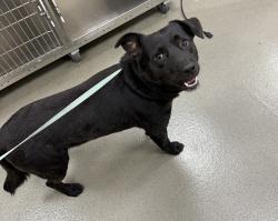 Found/Stray Male Dog last seen Lischey Ave & Pullen St, Nashville, TN 37207