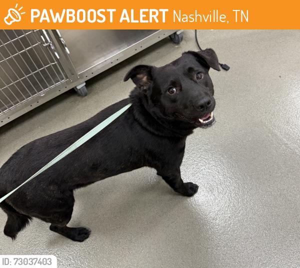 Found/Stray Male Dog last seen Lischey Ave & Pullen St, Nashville, TN 37207