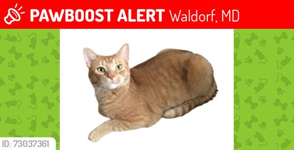 Lost Male Cat last seen Mount Eagle Land & Bryantown Road, Waldorf, MD 20601