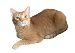Lost Male Cat last seen Mount Eagle Land & Bryantown Road, Waldorf, MD 20601
