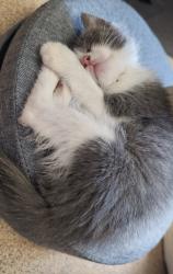 Reunited Female Cat last seen Kennet valley school , Calcot, England RG31 7BP