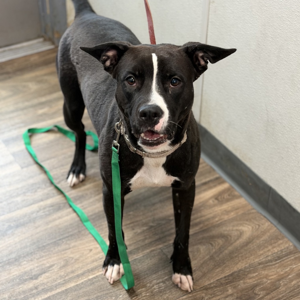 Shelter Stray Female Dog last seen Near Soledad Road, San Diego, CA, 92109, 5500 Gaines St, San Diego, CA 92110, USA