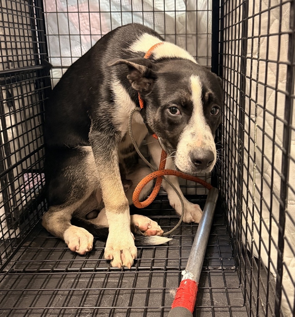 Shelter Stray Male Dog last seen Clairmont Mesa Boulevard, San Diego, CA, 92117, 5500 Gaines St, San Diego, CA 92110, USA