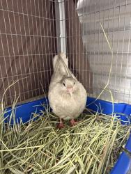 Shelter Stray Unknown Bird last seen Rio San Diego Drive, San Diego, CA, 92108, 5500 Gaines St, San Diego, CA 92110, USA