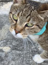 Found/Stray Female Cat last seen Willowbrook and Fairway, Johnson City, TN 37601