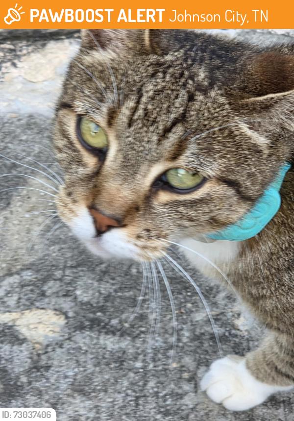 Found/Stray Female Cat last seen Willowbrook and Fairway, Johnson City, TN 37601