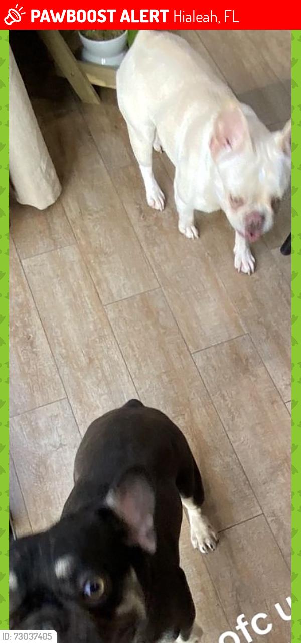 Lost Female Dog last seen palacio de jugos , Hialeah, FL 33010
