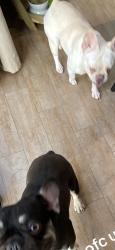 Lost Female Dog last seen palacio de jugos , Hialeah, FL 33010