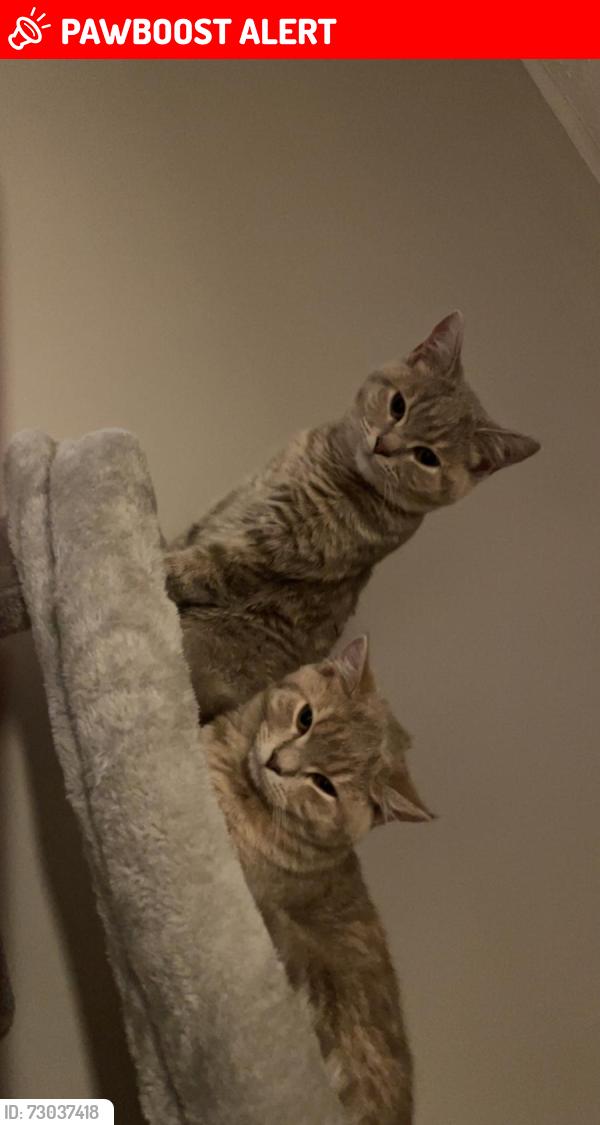 Lost Female Cat last seen Cherrytrees , Netherne-on-the-Hill, England CR5 1NY