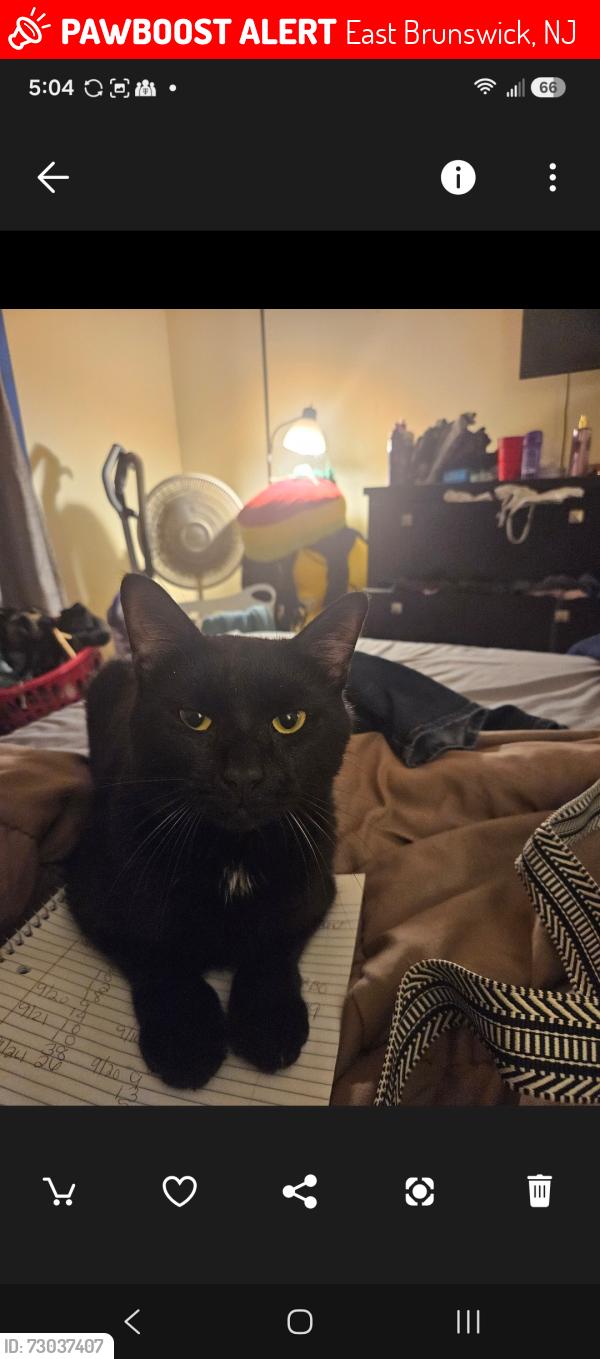 Lost Male Cat last seen In society Hill area of East Brunswick , East Brunswick, NJ 08816