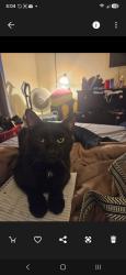 Lost Male Cat last seen In society Hill area of East Brunswick , East Brunswick, NJ 08816