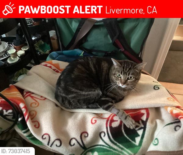 Lost Male Cat last seen Bluebell and Red Fir Way, Livermore, Livermore, CA 94551