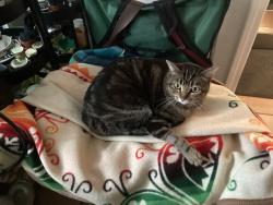 Lost Male Cat last seen Bluebell and Red Fir Way, Livermore, Livermore, CA 94551