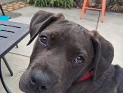 Found/Stray Male Dog last seen Rice, Daly City, CA 94014
