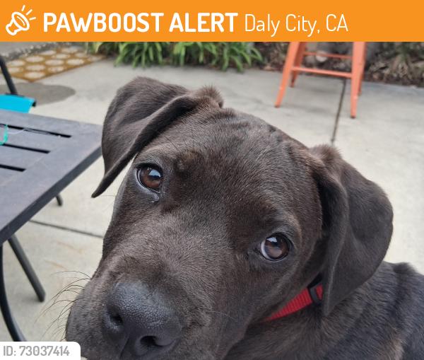 Found/Stray Male Dog last seen Rice, Daly City, CA 94014