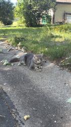 Found/Stray Unknown Cat last seen Roaming around the area of Rosewood Ln N and 73rd Pl N, Maple Grove, MN 55369