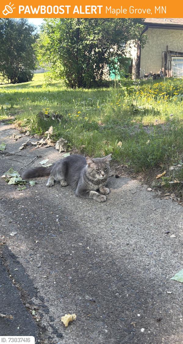 Found/Stray Unknown Cat last seen Roaming around the area of Rosewood Ln N and 73rd Pl N, Maple Grove, MN 55369