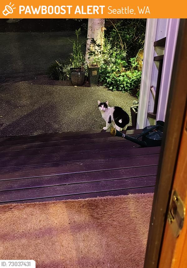 Found/Stray Unknown Cat last seen 6th ave W & Halladay, Seattle, WA 98119