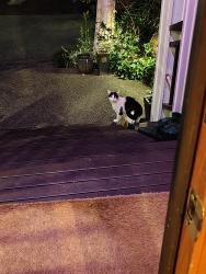 Found/Stray Unknown Cat last seen 6th ave W & Halladay, Seattle, WA 98119