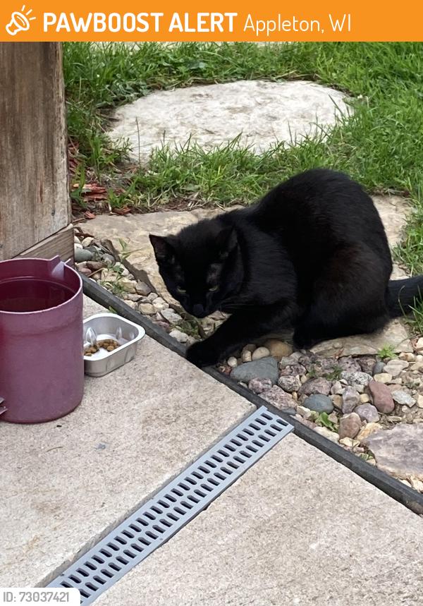 Found/Stray Unknown Cat last seen State & Atlantic, Appleton, WI 54911