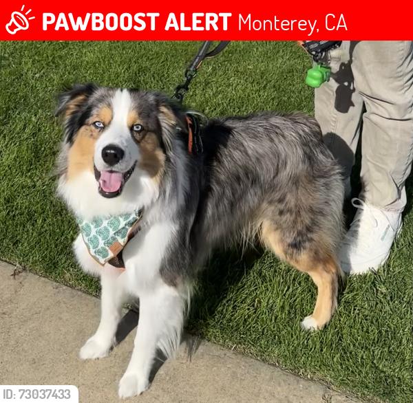 Lost Male Dog last seen Spectacular Bid Lane, York Road, Monterey, CA 93940