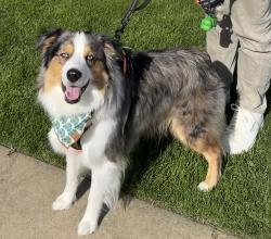 Lost Male Dog last seen Spectacular Bid Lane, York Road, Monterey, CA 93940