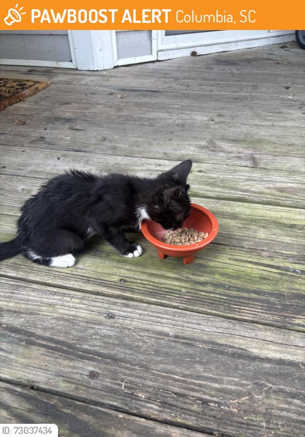 Found/Stray Male Cat last seen Stoneridge apmts, Columbia, SC 29210