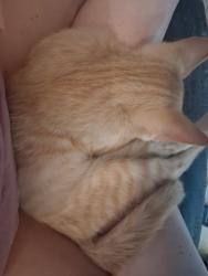 Lost Male Cat last seen Camberwell Drive, Killen, AL 35645