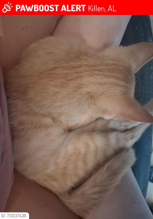 Lost Male Cat last seen Camberwell Drive, Killen, AL 35645