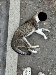 Found/Stray Unknown Cat last seen S Bascom Ave and Stokes St. Infront of Empress Care Center., San Jose, CA 95128