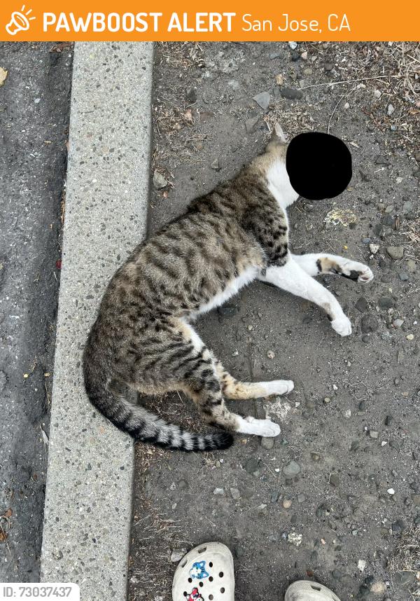 Found/Stray Unknown Cat last seen S Bascom Ave and Stokes St. Infront of Empress Care Center., San Jose, CA 95128